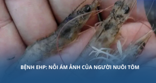 Bệnh EHP: Nỗi ám ảnh của người nuôi tôm